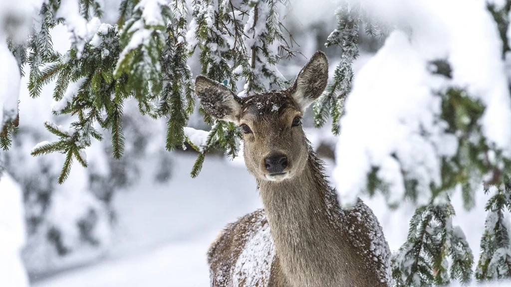 your experience journey with go altura: deer